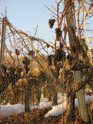 Valais_lategrapes3_151207_4