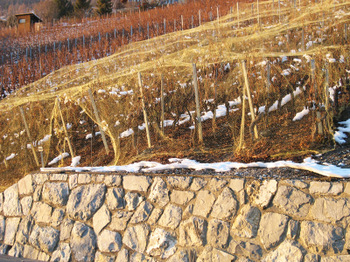 Valais_lategrapes_1512007_2