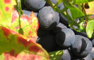 Domaine_du_paradis_harvest5