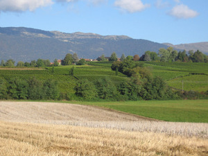 Geneva_vineyards_harvest