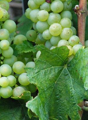 Grapes_chasselas