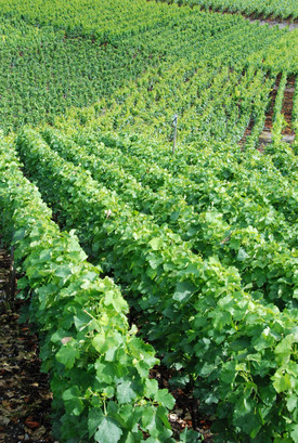 Vetroz_vines1_110708