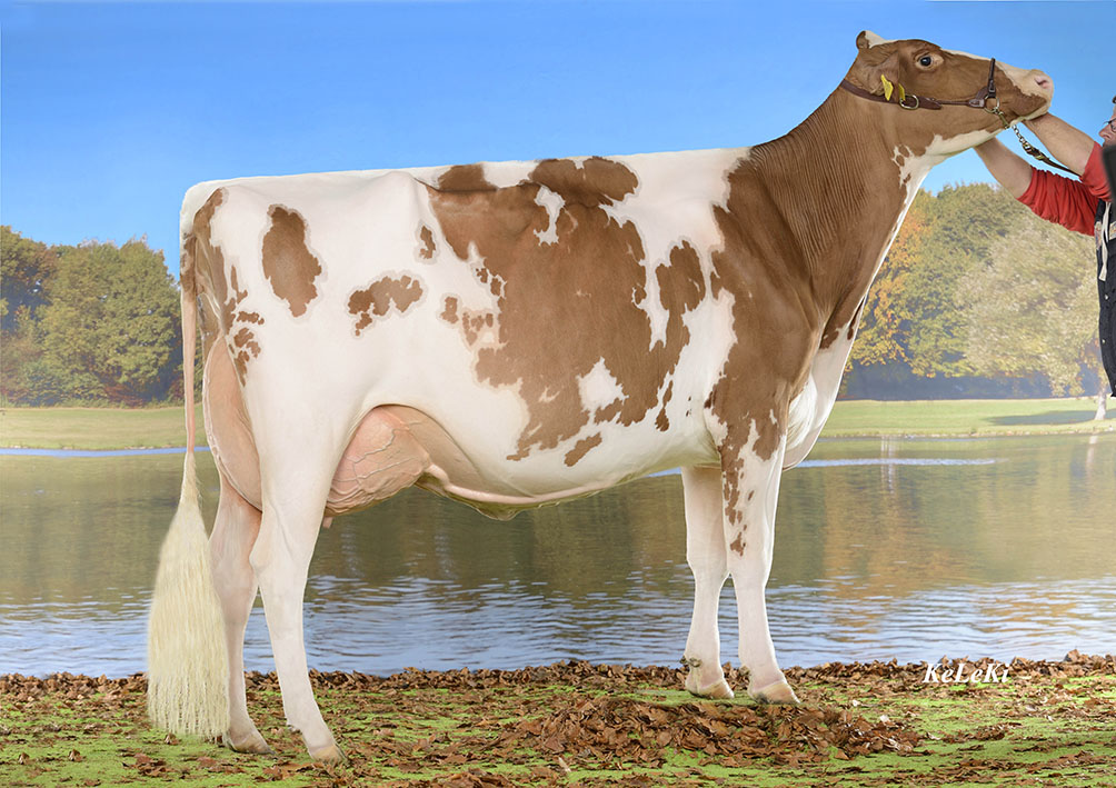 Renita_milk cow Swiss Expo champion_170114