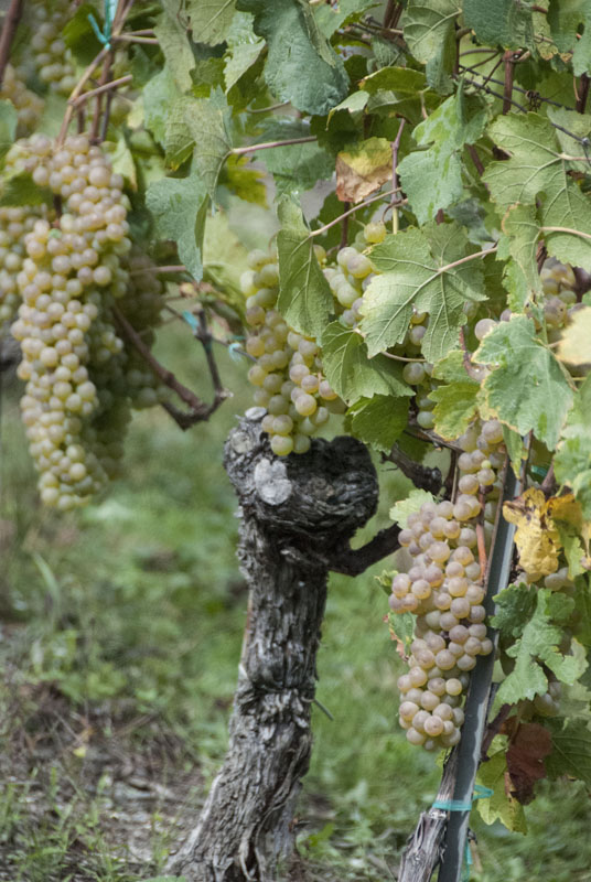 venthone_vines9_Pinot Gris_051013