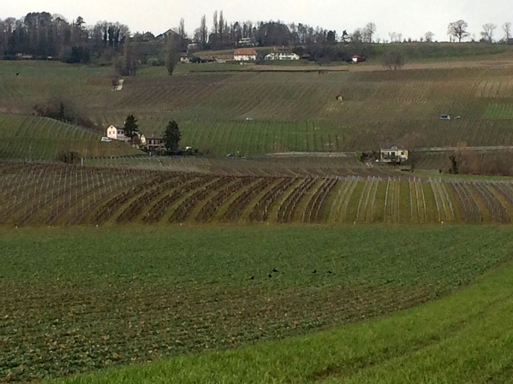 Fechy fields vineyards_230114