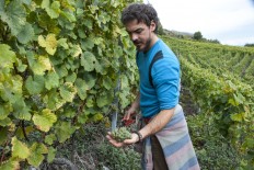 Germanier harvest Saillon picker Paien_151013