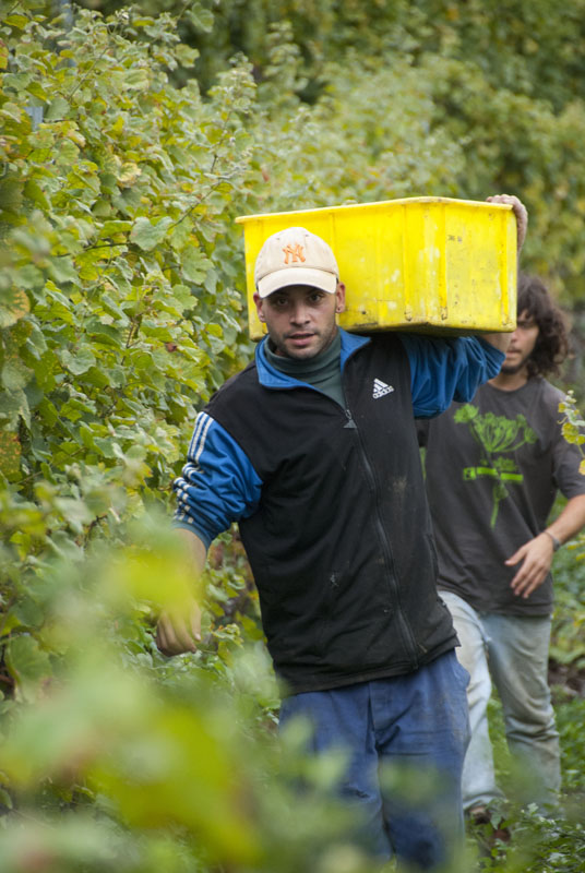 Germanier harvest Saillon picker13_151013