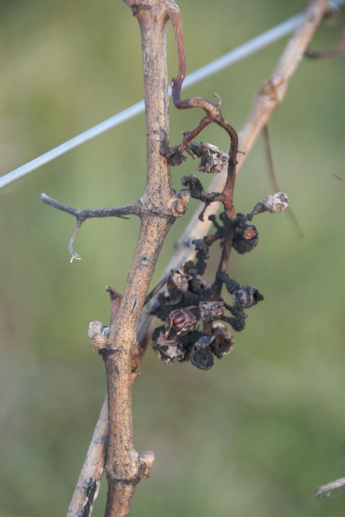 Few wine grape seeds make it this far on the vine. They go down with the bulk of the bunches at harvest time, or they are tipped out by the weather if they are part of overlooked grapes. This vineyard in St Livre is protected from the elements and several grape bunches, well past the late harvest stage, are gently reaching old age, seeds intact and looking interested in replanting themselves.