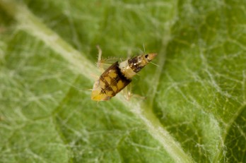 Leafhopper, carrier of the incurable flavescence dorée disease