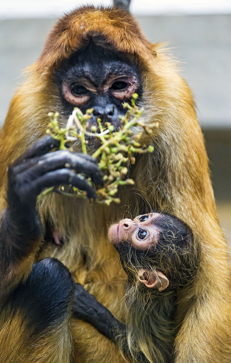 spider monkey Basel zoo copyright 2014 Emmanuel Keller
