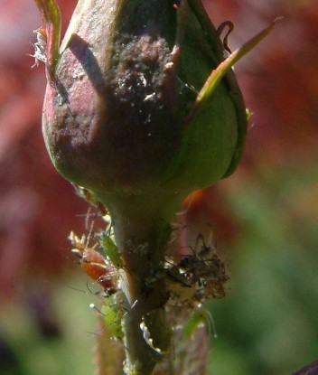 Aphids on rose