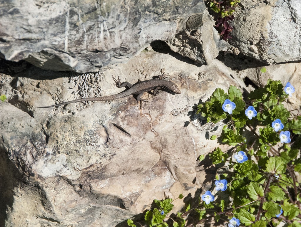 First lizard of season2_100314