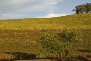 napa_valley_california2_1009