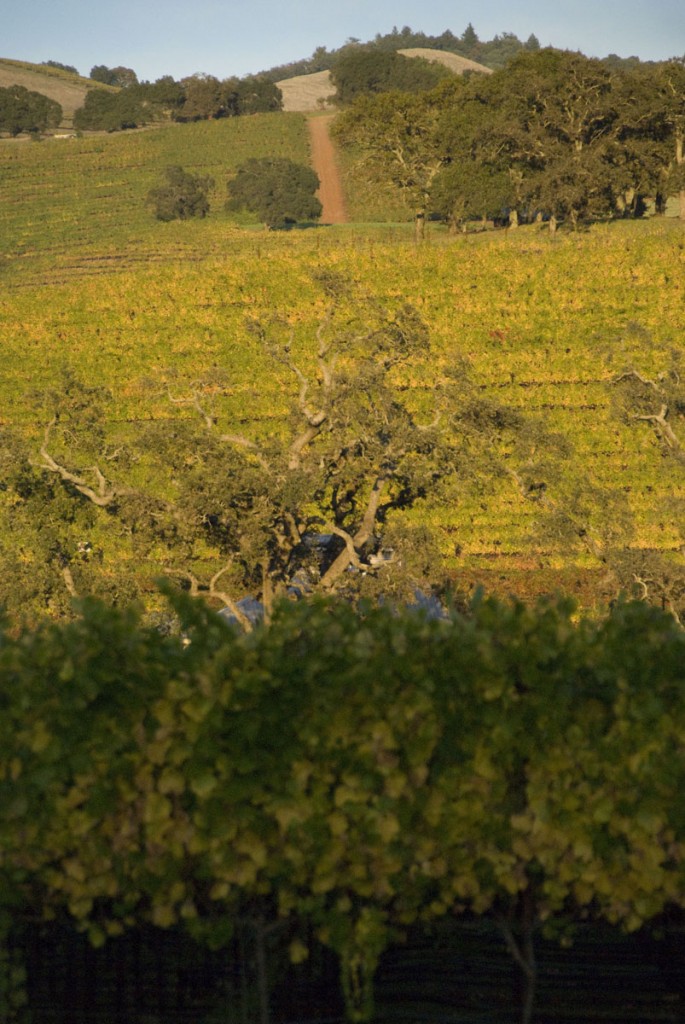 napa_valley_california_1009