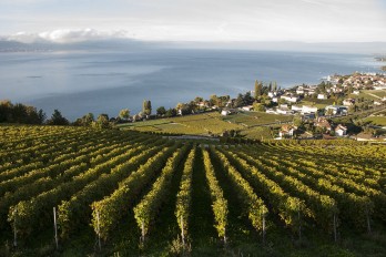 Domaine du Daley, Vaud