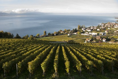 Domaine du Daley Vaud lake grapevines_181013