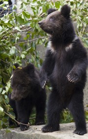 mascha_mischa_bern_bears_photo_rando2009