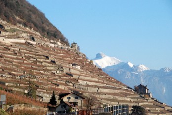 terraced_vineyards_st_saphorin_vaud_271108