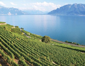 Lavaux: 578 hectares of vines out of a total 850 hectares