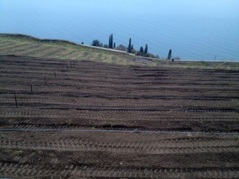 Planting new vines at Domaine Burignon in December