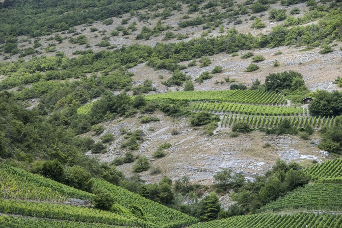 Valais dry vineyards_010714