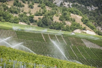 watering vines Salgesch_010714