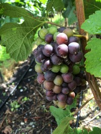 Grapes changing colour this week in Sierre, Rouvinez Vins