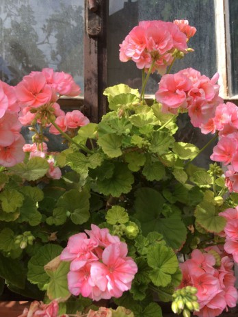 Chateau Mercier geranium: the perfume is in the leaves