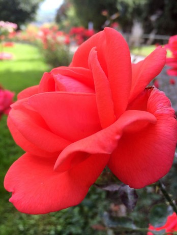 Chateau Mercier old-fashioned fragrant rose