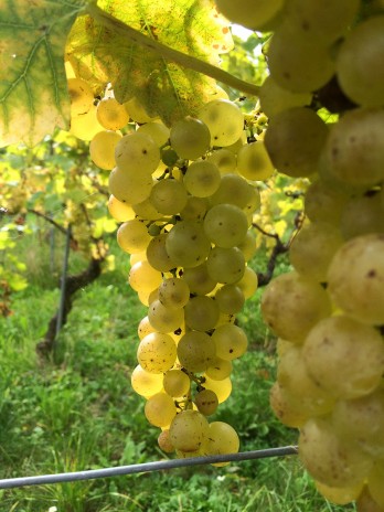 Chasselas grapes nearly ripe2_300914