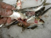 dead_fish_geneva_customs