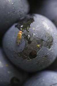 Drosophila suzukii on a grape