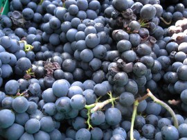 Pinot Noir grapes, freshly harvested in Vaud