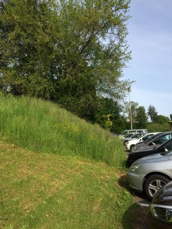 Changing public attitudes about weedkillers, maintaining green spaces are a challenge for agrochem industry