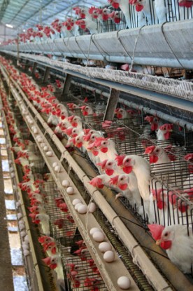 Hens in battery cages in Bastos, São Paulo, Brazil (image, Sec. of Agriculture Office, Brazil)
