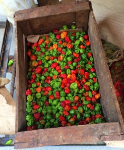 Havana hot peppers_240715