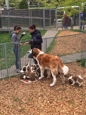 St Bernard puppies feeding time Martigny_190414